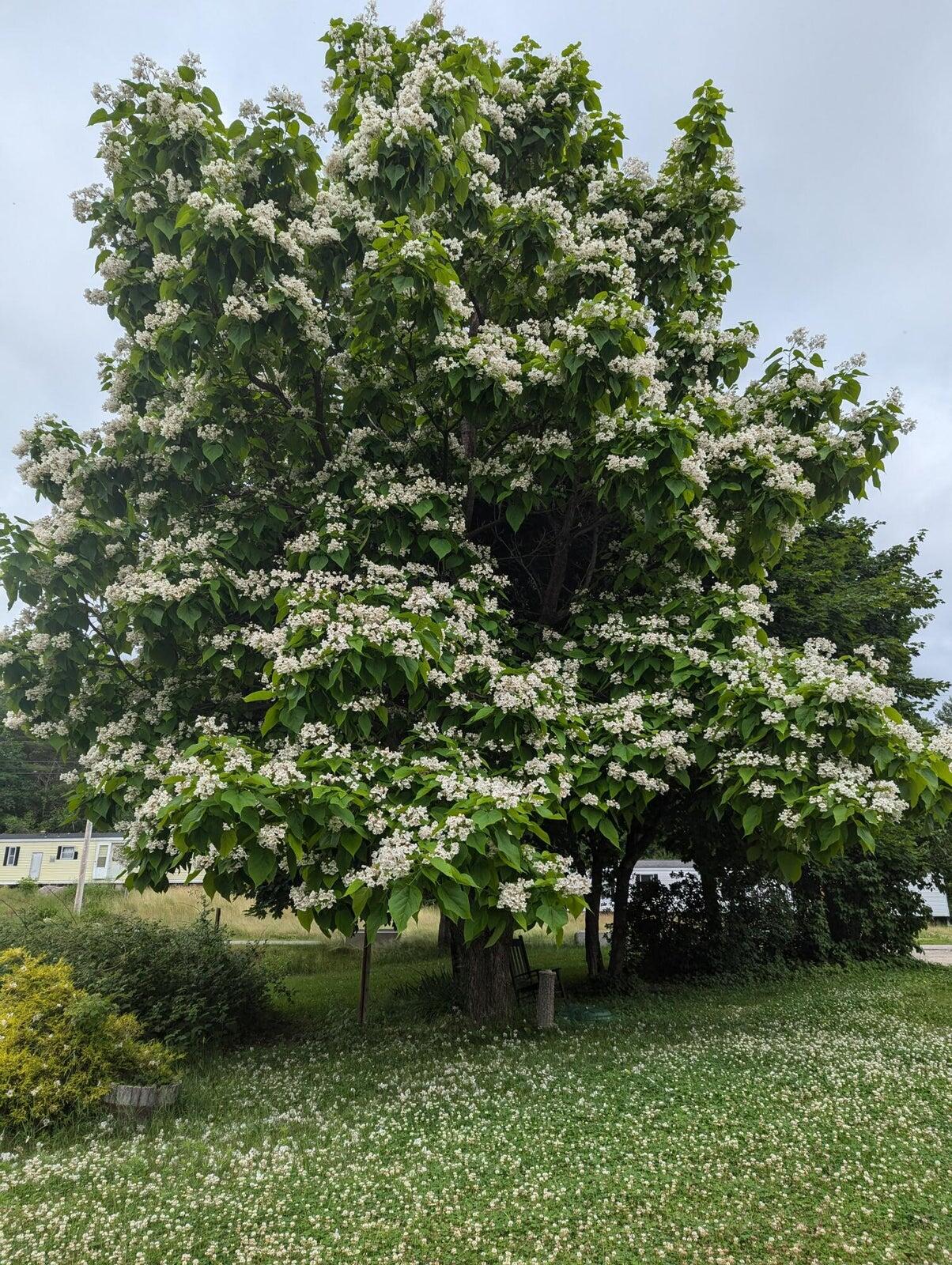 14 McNeil Road Sumner, ME 04292 - Photo 53 of 54 Tree