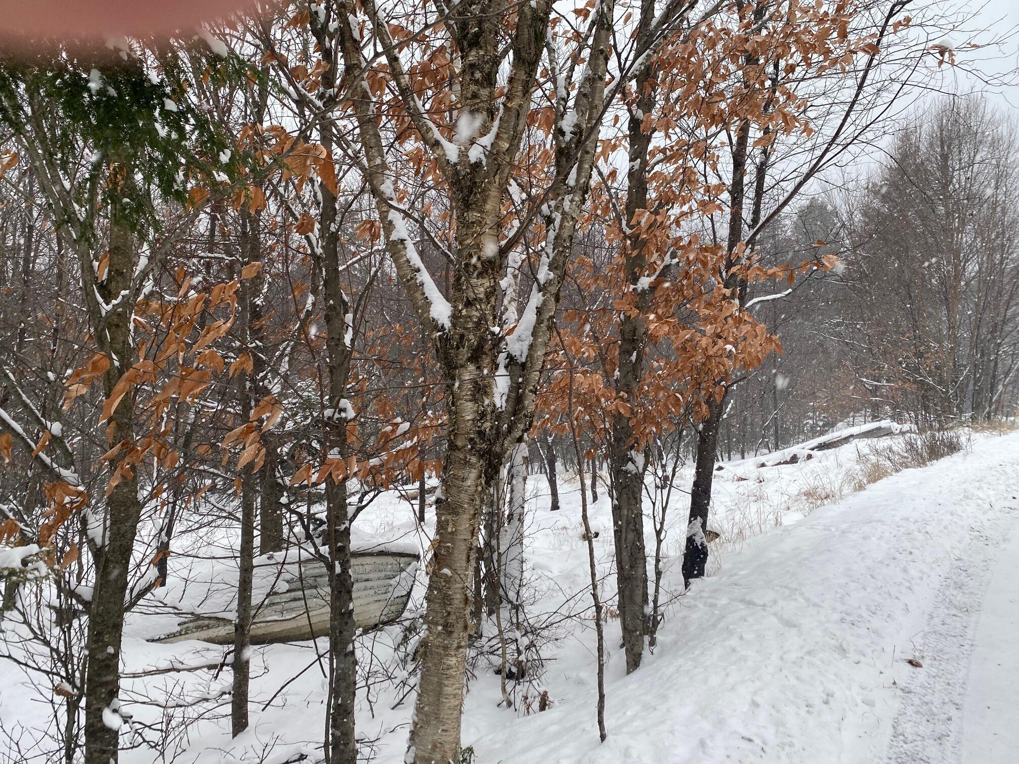 Lot 225 West Birch Lane Beaver Cove, ME 04441 - Photo 6 of 12 IMG_4619