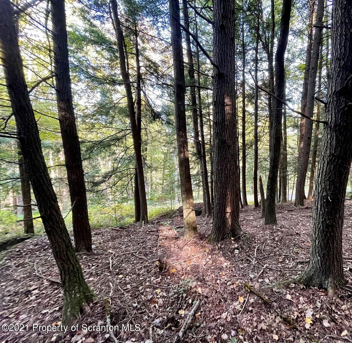353 John Davis Road Beach Lake, PA 18405 - Photo 2 of 9 a view of outdoor space and garden