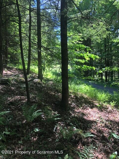 353 John Davis Road Beach Lake, PA 18405 - Photo 3 of 9 a view of a forest with trees
