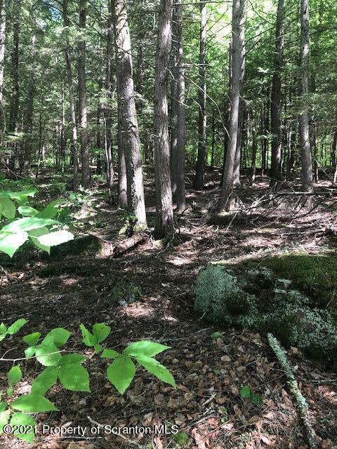 353 John Davis Road Beach Lake, PA 18405 - Photo 6 of 9 a backyard of a house with lots of green space