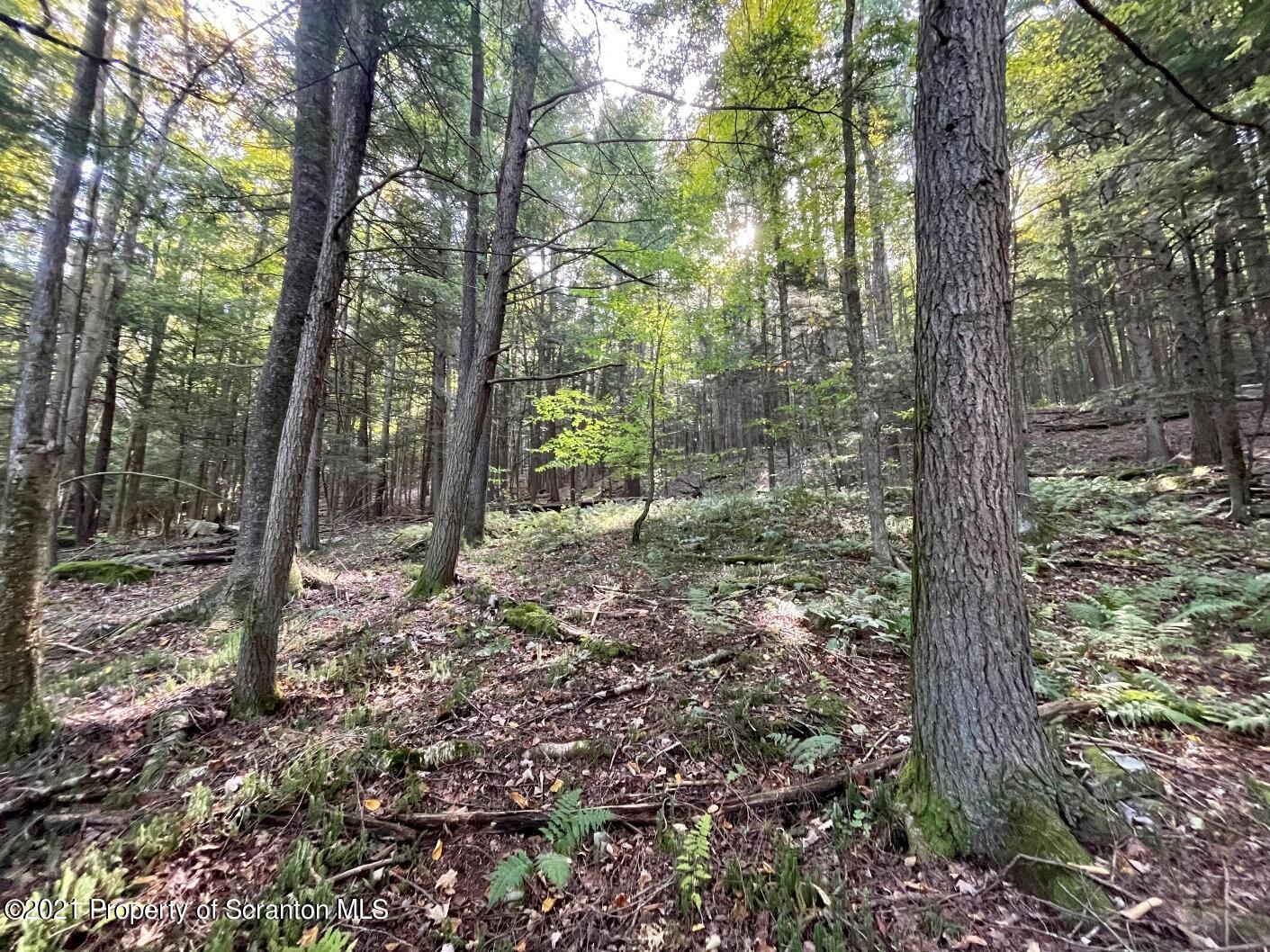 353 John Davis Road Beach Lake, PA 18405 - Photo 7 of 9 a backyard of a house with lots of green space