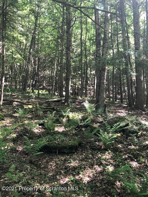353 John Davis Road Beach Lake, PA 18405 - Photo 9 of 9 a backyard of a house with lots of green space
