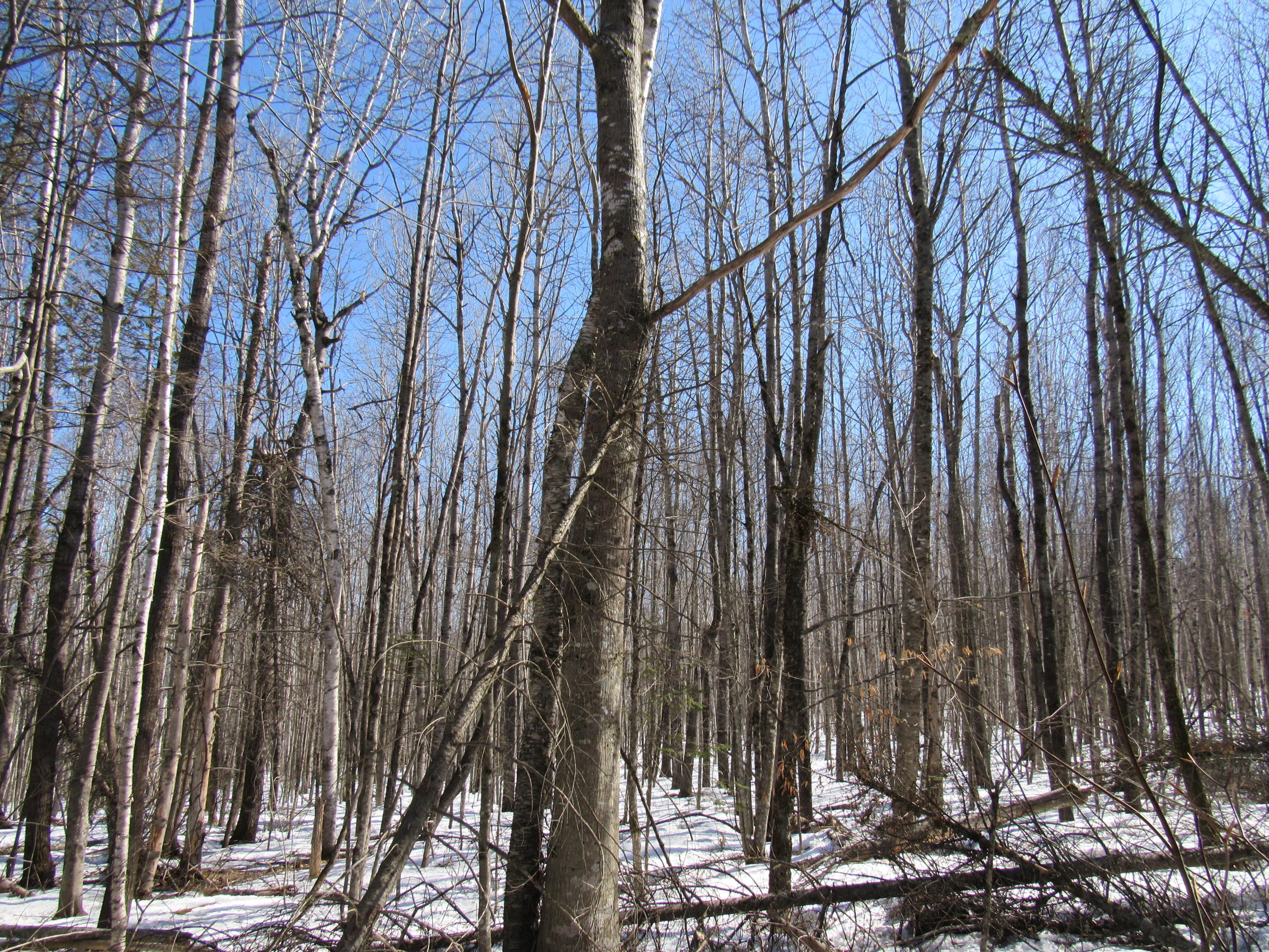 Lot 4 Kennebec Road Hampden, ME 04444 - Photo 1 of 3 1
