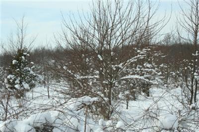 North Snow Prairie Road Coldwater, MI 49036 - Photo 3 of 3 Additional Photo