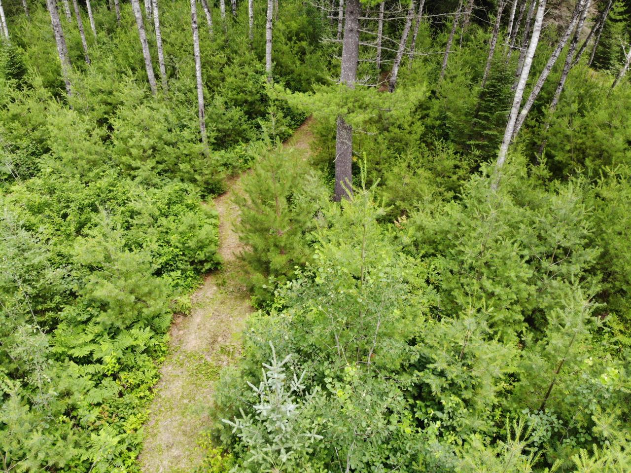 On Burnt Bridge Road, Unit LOT 2 St. Germain, WI 54558 - Photo 3 of 15 Gallery Image 3