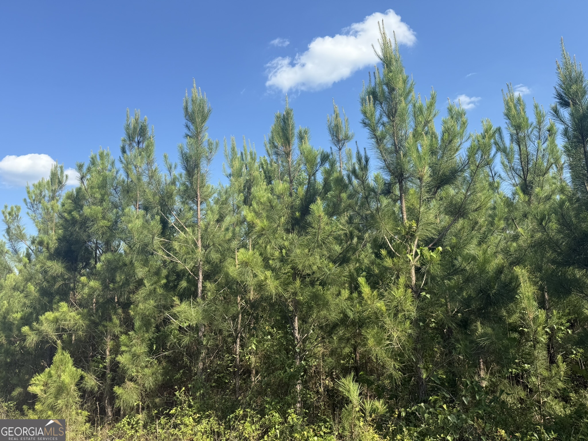 9 George Milling Road Cuthbert, GA 39840 - Photo 10 of 11