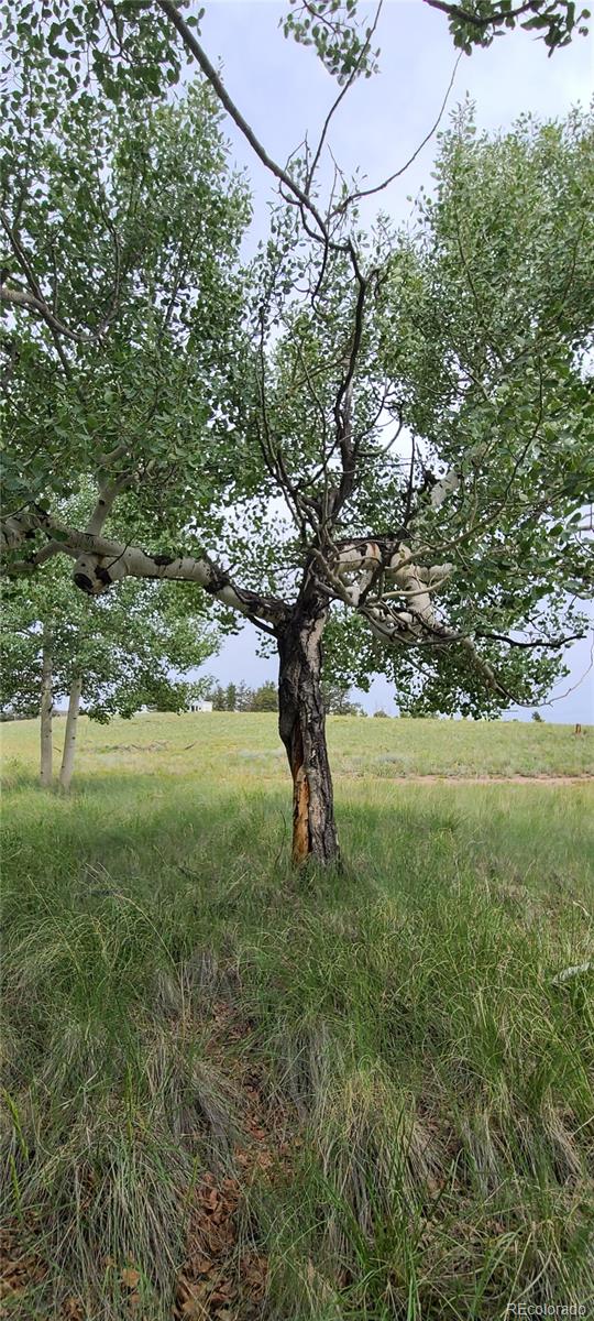 9583 Ranch Road Hartsel, CO 80449 - Photo 11 of 28 Gallery Image 11