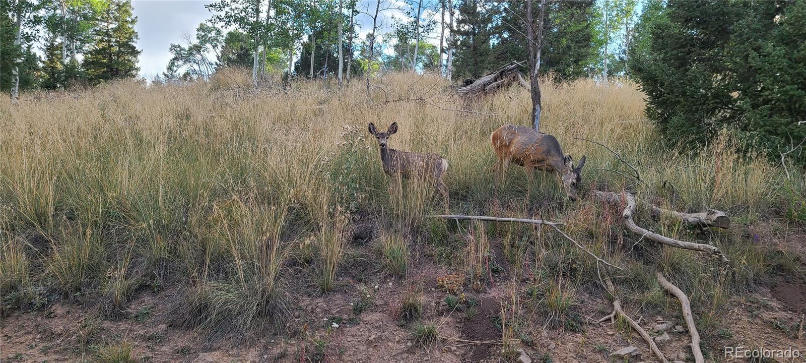 9583 Ranch Road Hartsel, CO 80449 - Photo 6 of 28 Gallery Image 6