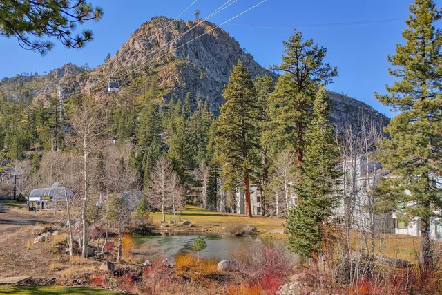 a view of a yard with plants and trees