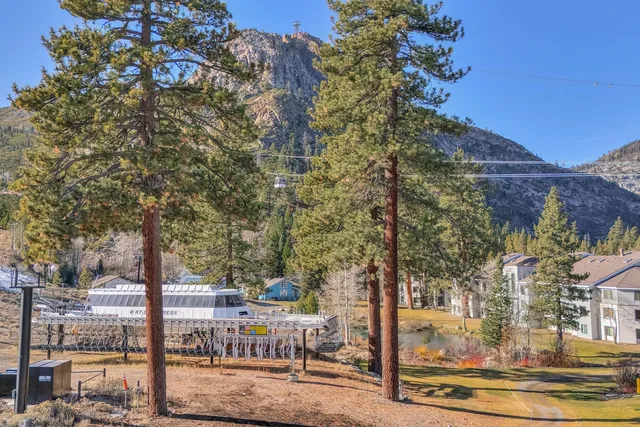 a view of a city with large tree