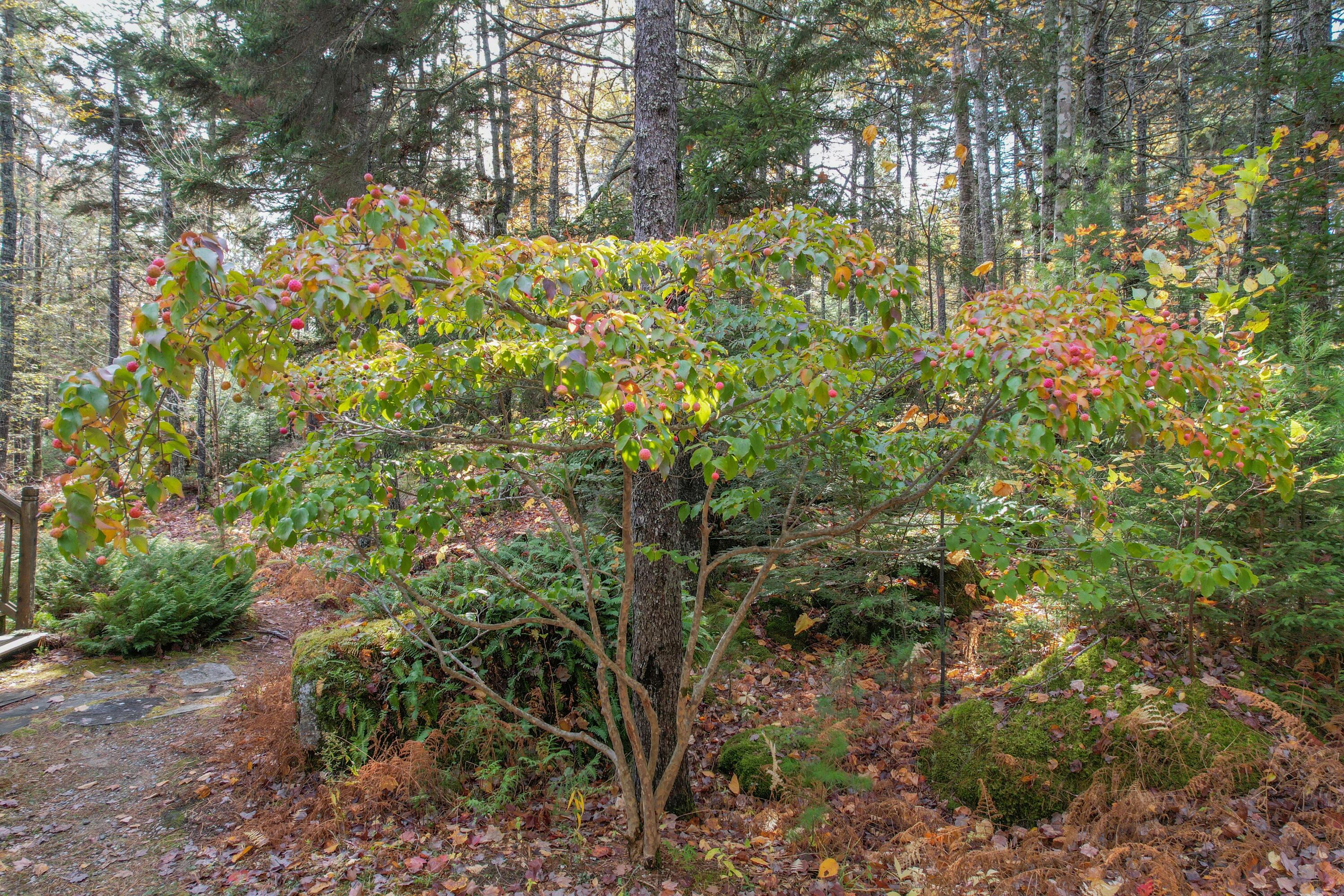 155 Long Point Way Orland, ME 04472 - Photo 35 of 65 DJI_0547