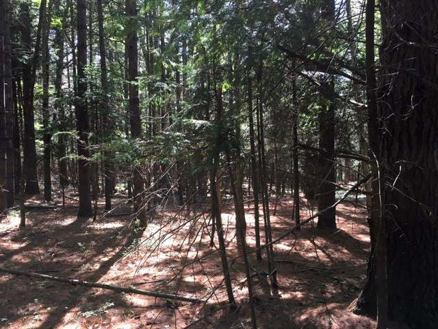 0 Kickerville Road Long Lake, NY 12847 - Photo 7 of 11 Gallery Image 7