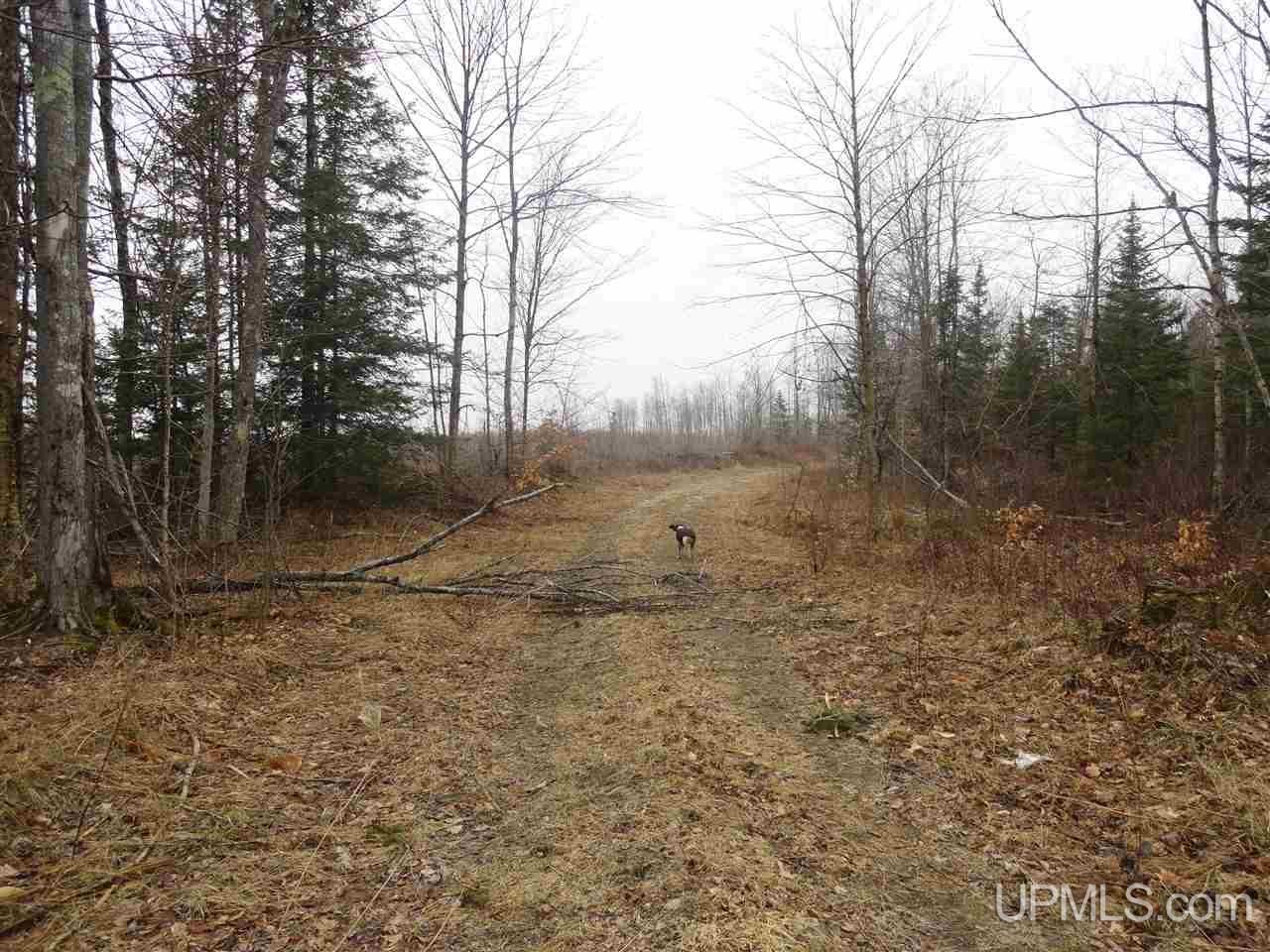 40-acres East Edge Road Germfask, MI 49836 - Photo 5 of 24 Gallery Image 5