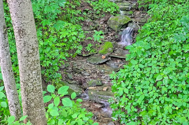 a backyard of a house with lots of green space