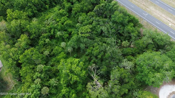 a view of a lush green forest