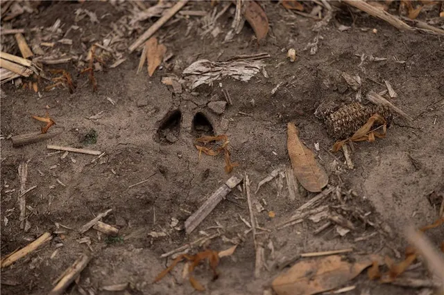 $1,000,000 | 32184 East 237th Street, Ridgeway, MO 64481