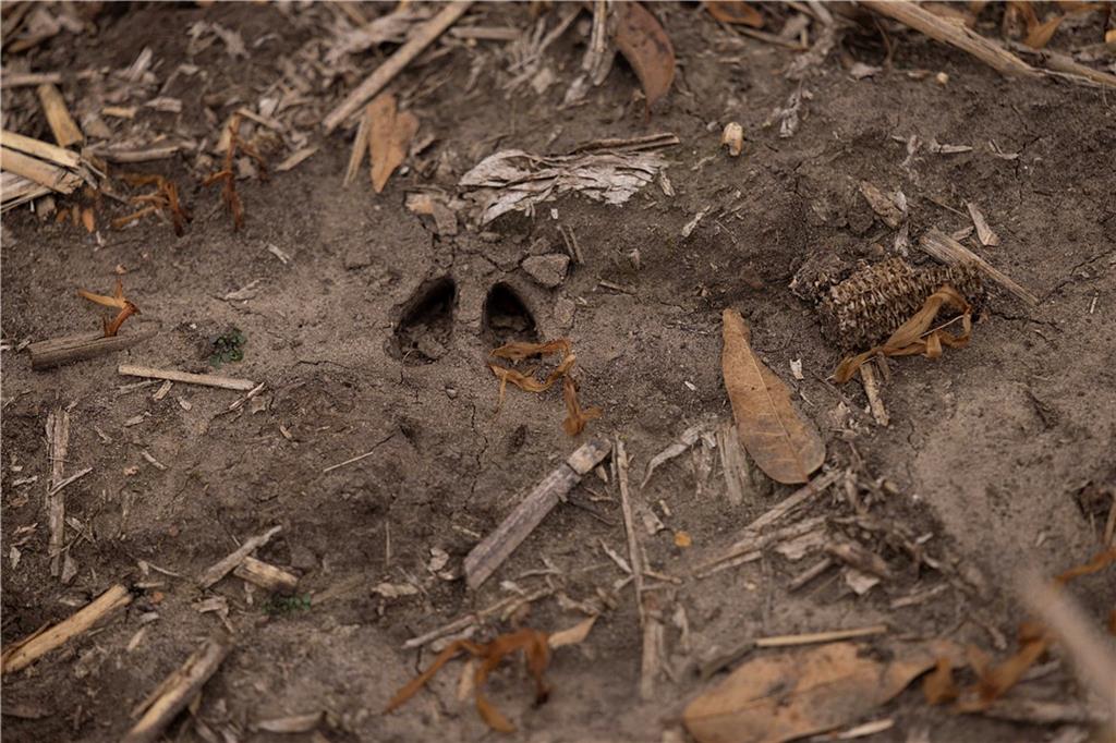 32184 East 237th Street Ridgeway, MO 64481 - Photo 71 of 95