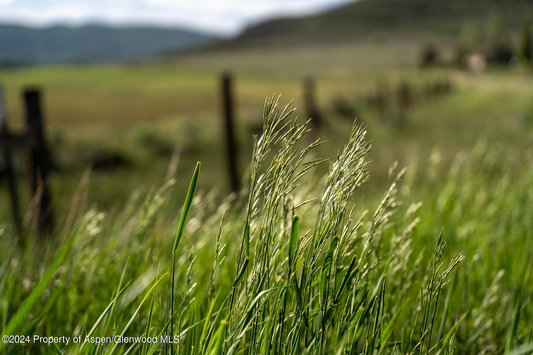 1012 Monastery Road Snowmass, CO 81654 - Photo 43 of 96 a view of a yard
