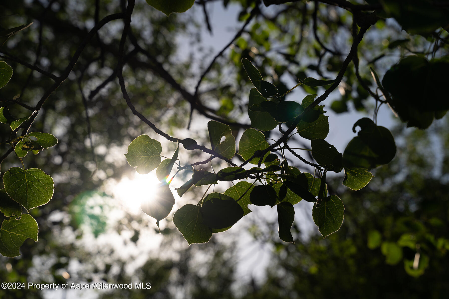 1012 Monastery Road Snowmass, CO 81654 - Photo 94 of 96 a view of flowers