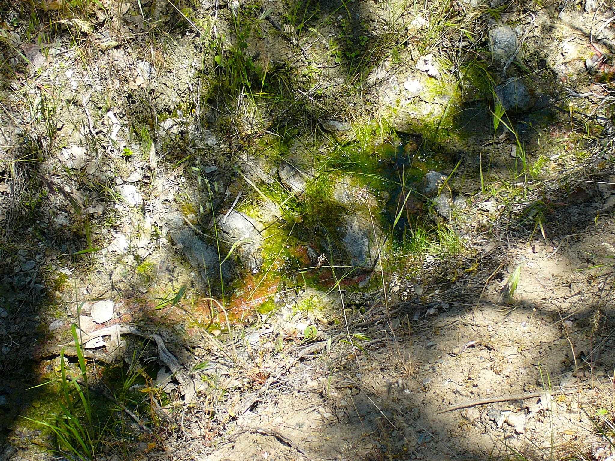 40 Acres Off Scarface Road Gazelle, CA 96034 - Photo 14 of 27 Gallery Image 14