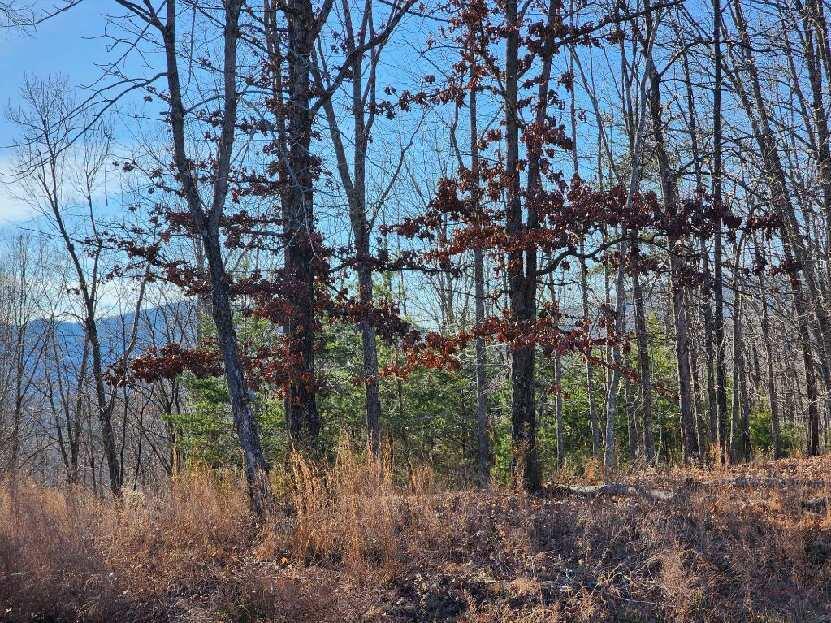 Lot 7 Robin Ridge Court Pittsville, VA 24139 - Photo 11 of 17 a view of forest