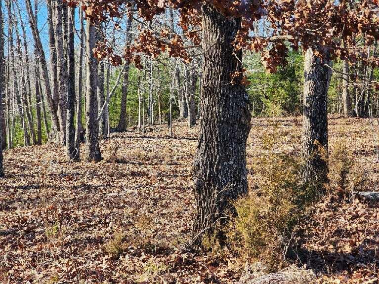 Lot 7 Robin Ridge Court Pittsville, VA 24139 - Photo 12 of 17 a view of a trees with a tree