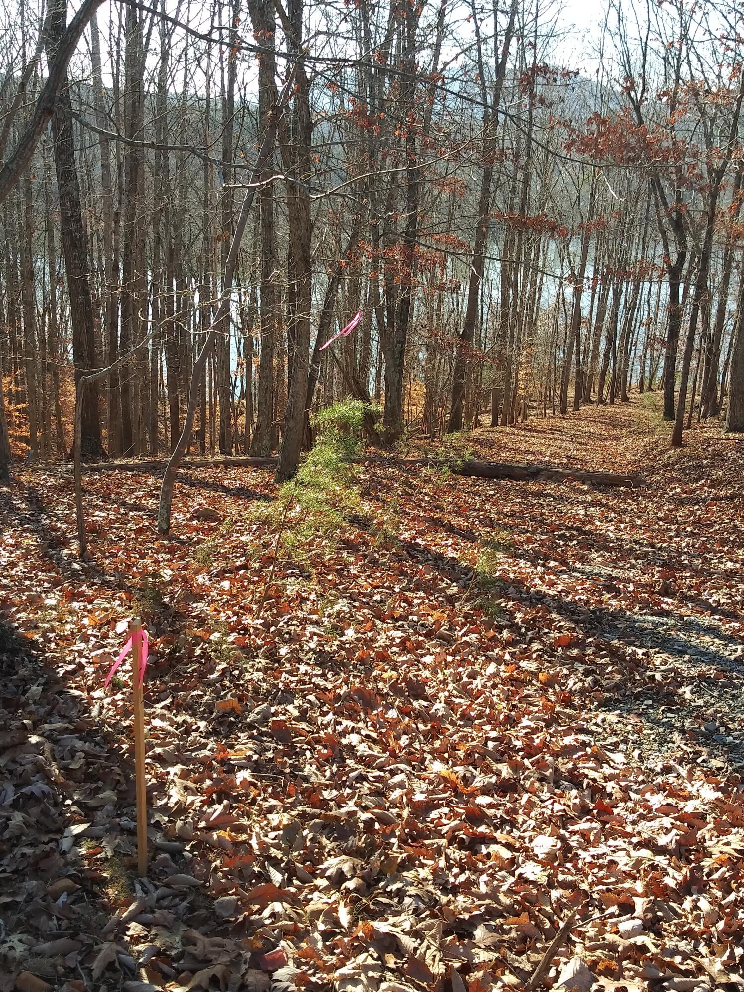 Lot 7 Robin Ridge Court Pittsville, VA 24139 - Photo 17 of 17 a backyard of a house with large trees