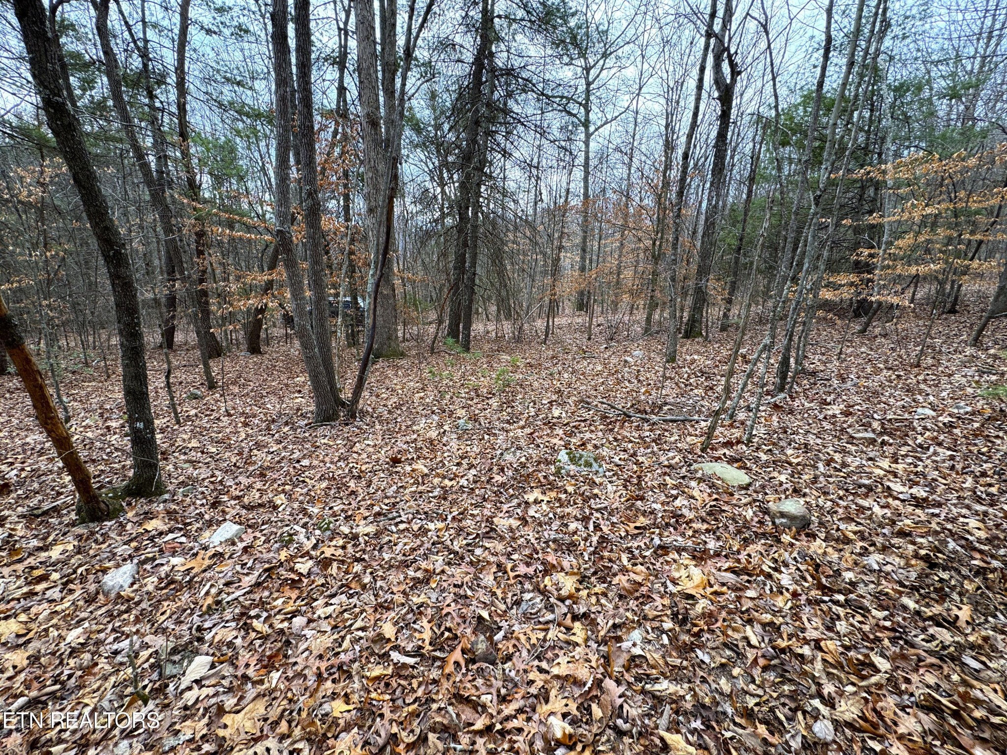 45 Zuni Way Del Rio, TN 37727 - Photo 6 of 9 a view of a forest filled with trees