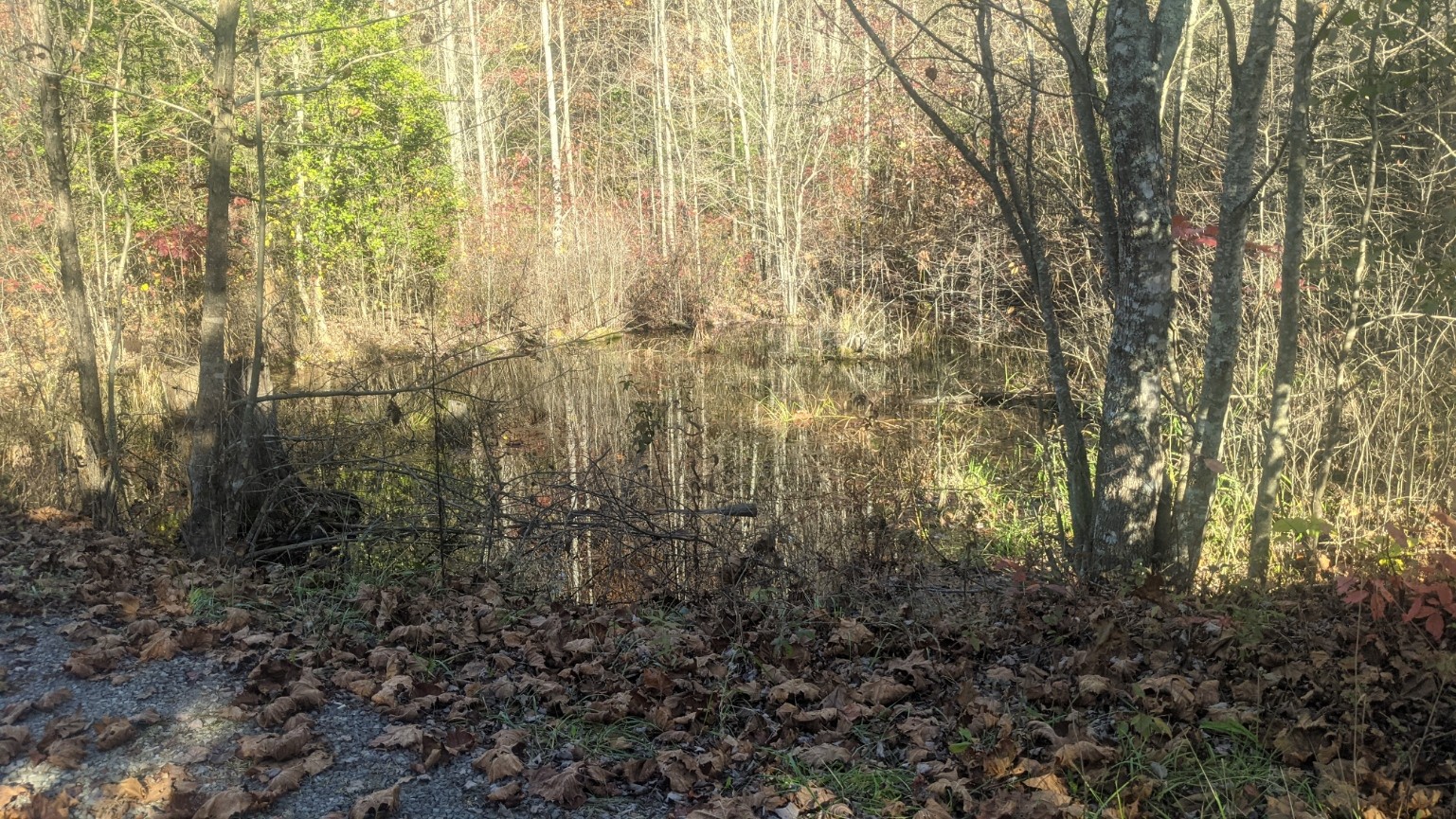 599 Little Fiery Road Sequatchie, TN 37374 - Photo 28 of 34 a view of a yard with trees in front of it