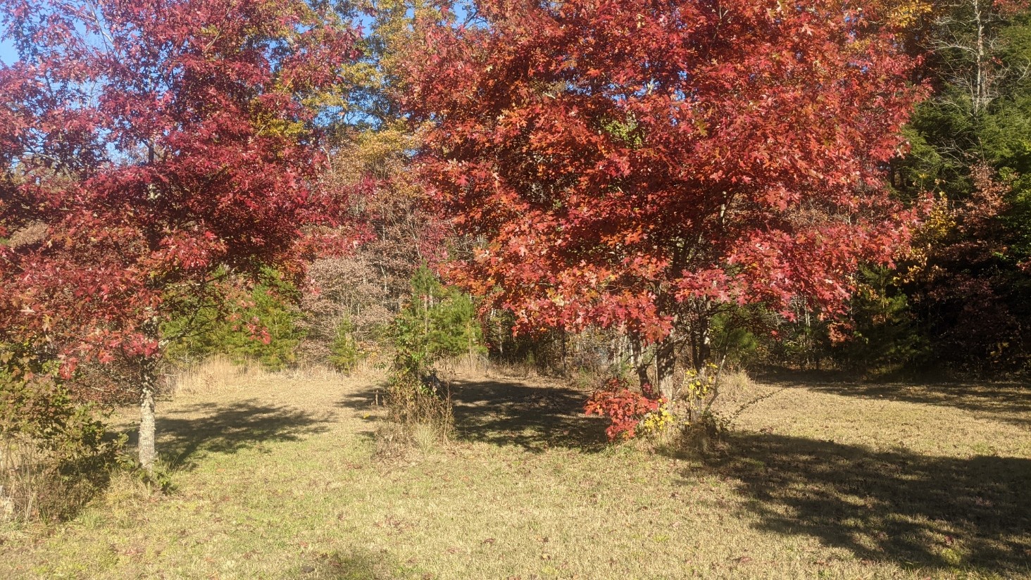 599 Little Fiery Road Sequatchie, TN 37374 - Photo 32 of 34 a backyard of a house with a large tree