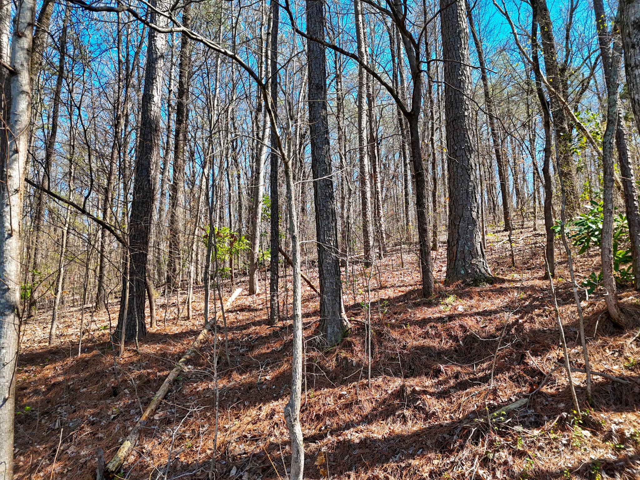 1714 Spring View Lane Chattanooga, TN 37421 - Photo 4 of 17 Gallery Image 4