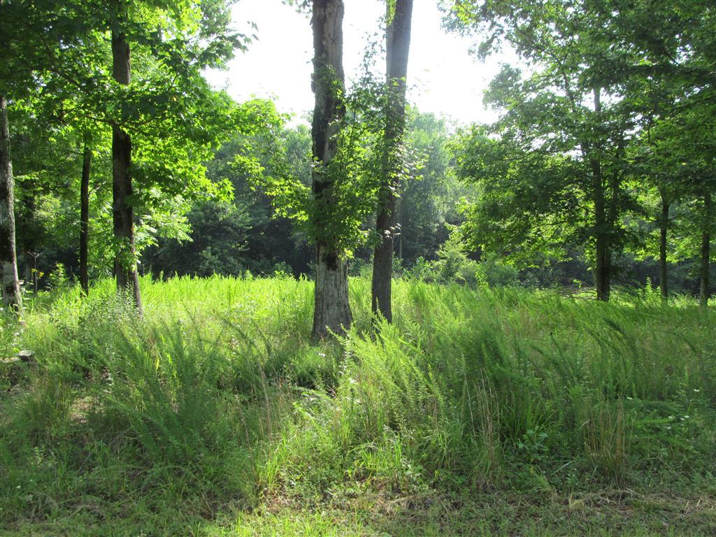 0 Tablerock Road Hohenwald, TN 38462 - Photo 2 of 2 Gallery Image 2