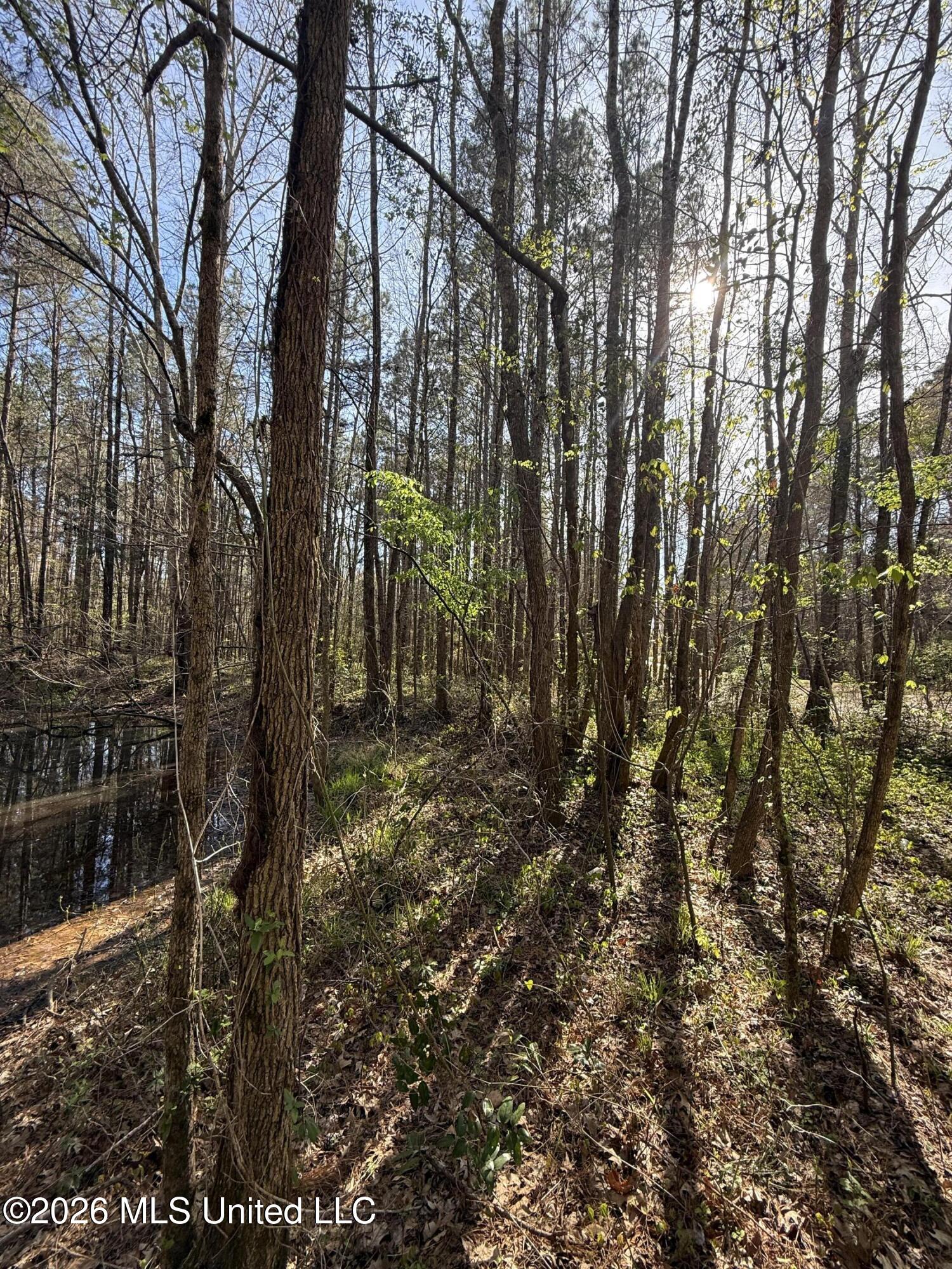 0 Ms-13 Lena, MS 39094 - Photo 7 of 10 IMG_3065