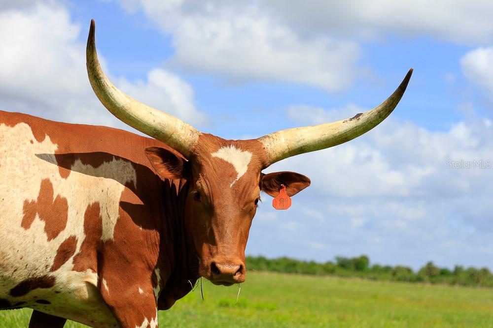 3200 River Ranch Boulevard, Unit 225 River Ranch, FL 33867 - Photo 13 of 19