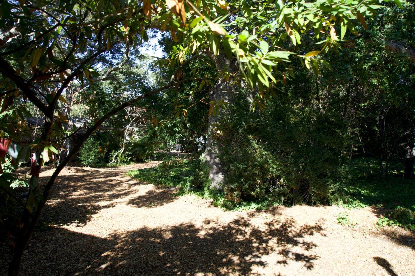 32 Bishop Lane Menlo Park, CA 94025 - Photo 2 of 6 a view of a tree with a tree
