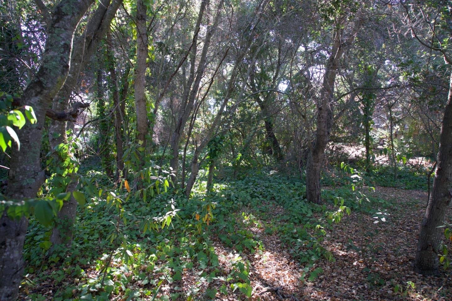32 Bishop Lane Menlo Park, CA 94025 - Photo 5 of 6 a view of a forest with lots of trees