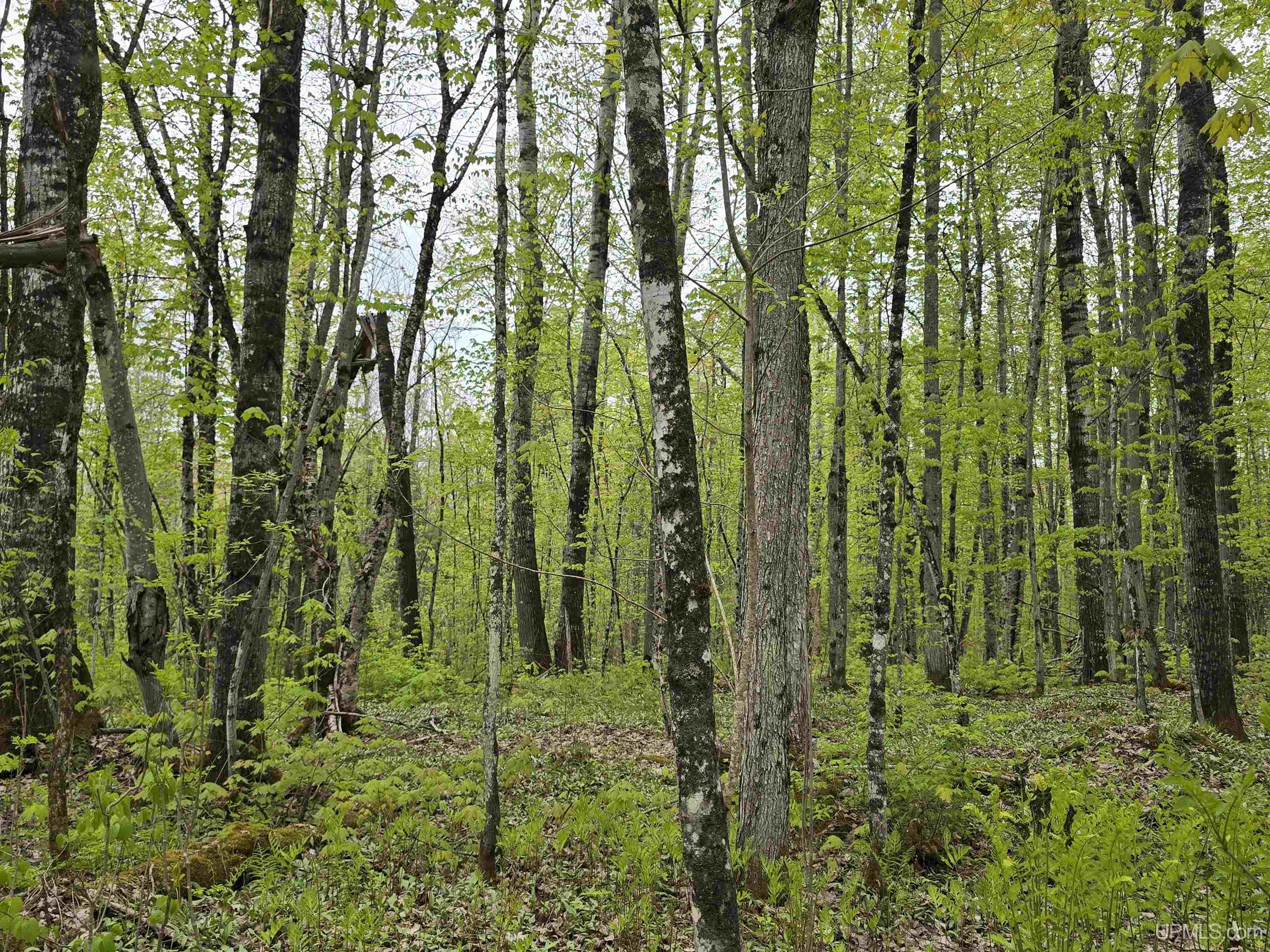 Lot 37 Yellow Road Pelkie, MI 49958 - Photo 12 of 34