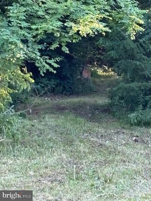 14521 Tower Road Smithsburg, MD 21783 - Photo 6 of 6 Deer on Property