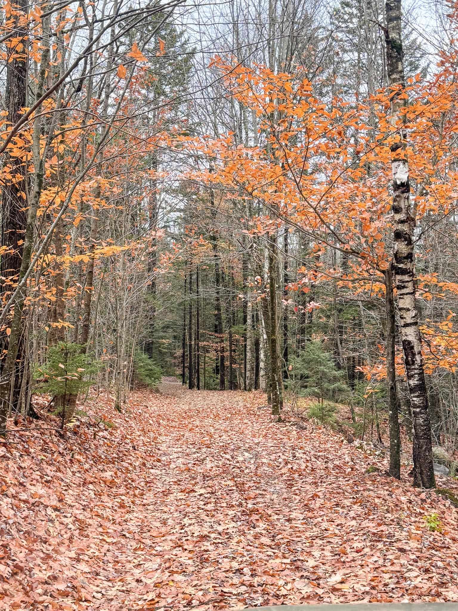 397 Thompson Road Stockbridge, VT 05772 - Photo 18 of 20