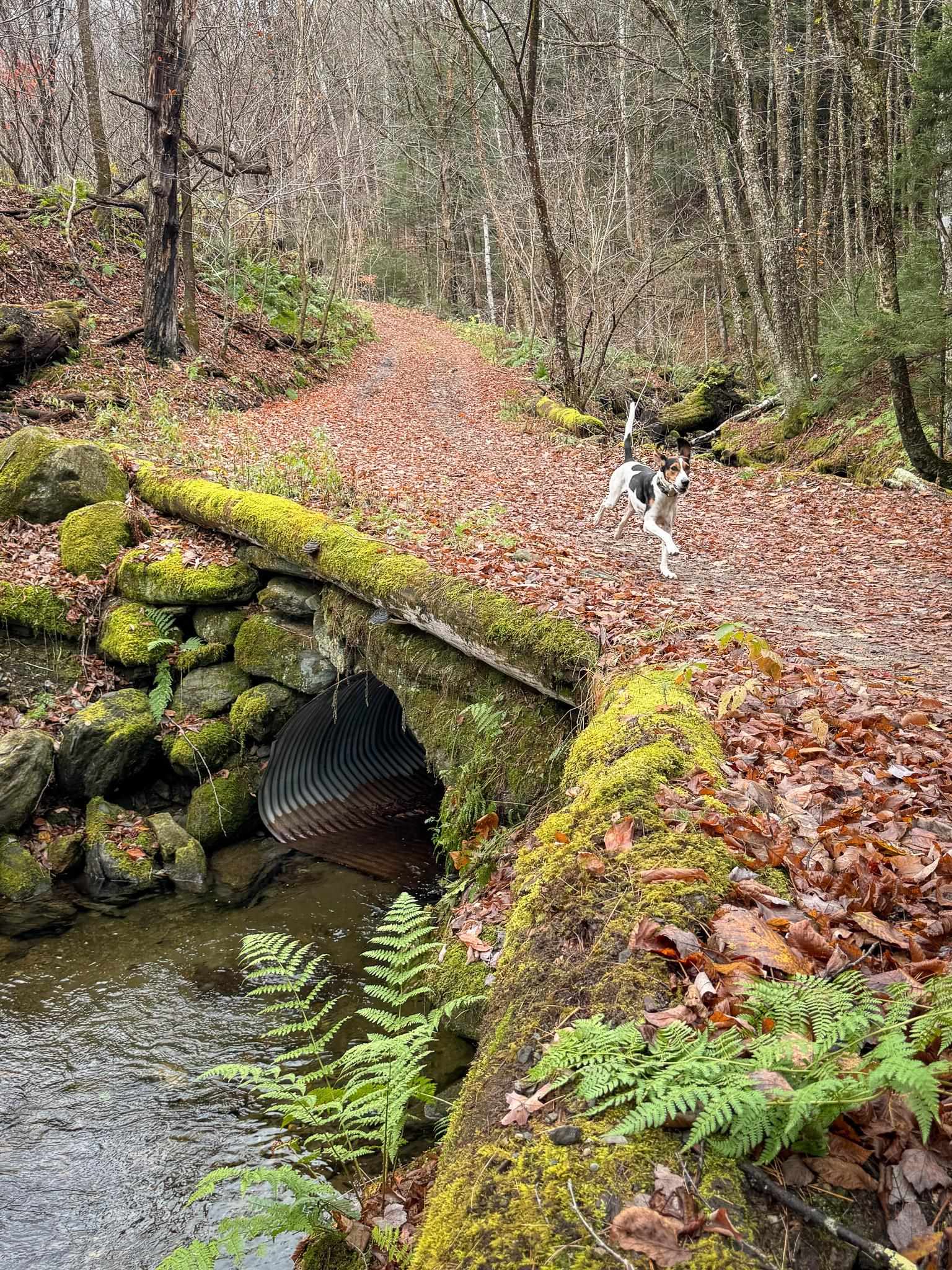 397 Thompson Road Stockbridge, VT 05772 - Photo 5 of 20