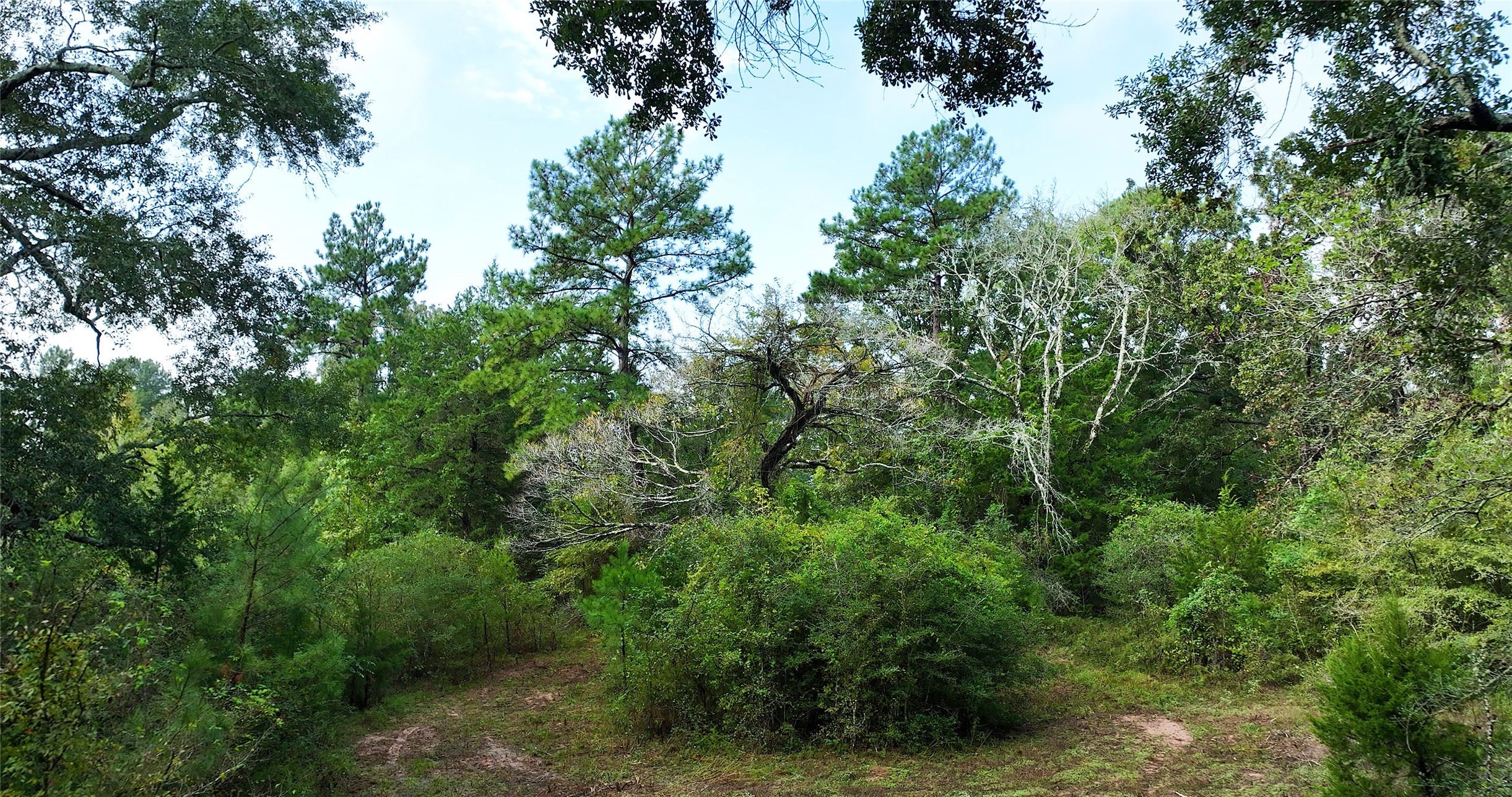 0 Spring Branch Road Montgomery, TX 77316 - Photo 11 of 17 a view of a forest with a tree