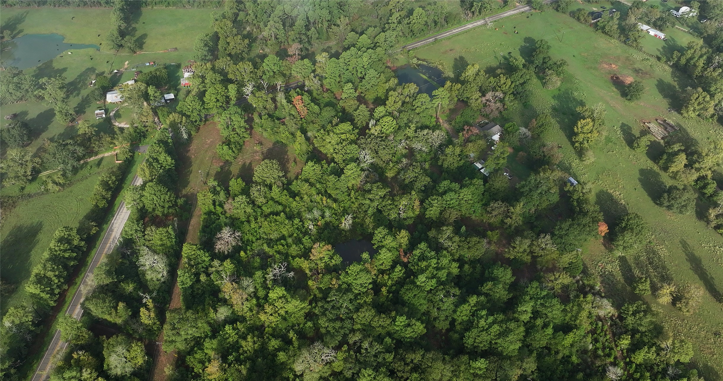0 Spring Branch Road Montgomery, TX 77316 - Photo 12 of 17 a view of a forest
