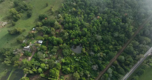 a view of a forest with a tree