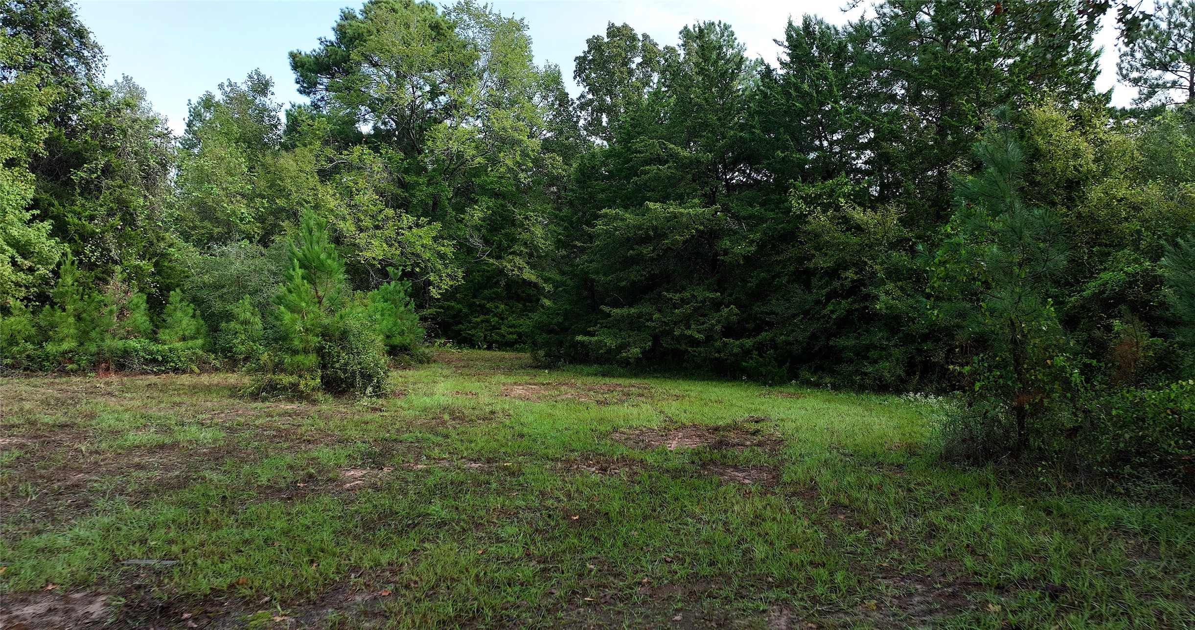 0 Spring Branch Road Montgomery, TX 77316 - Photo 3 of 17 a view of a grassy field with trees in the background
