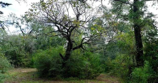 a view of a forest with lush green forest