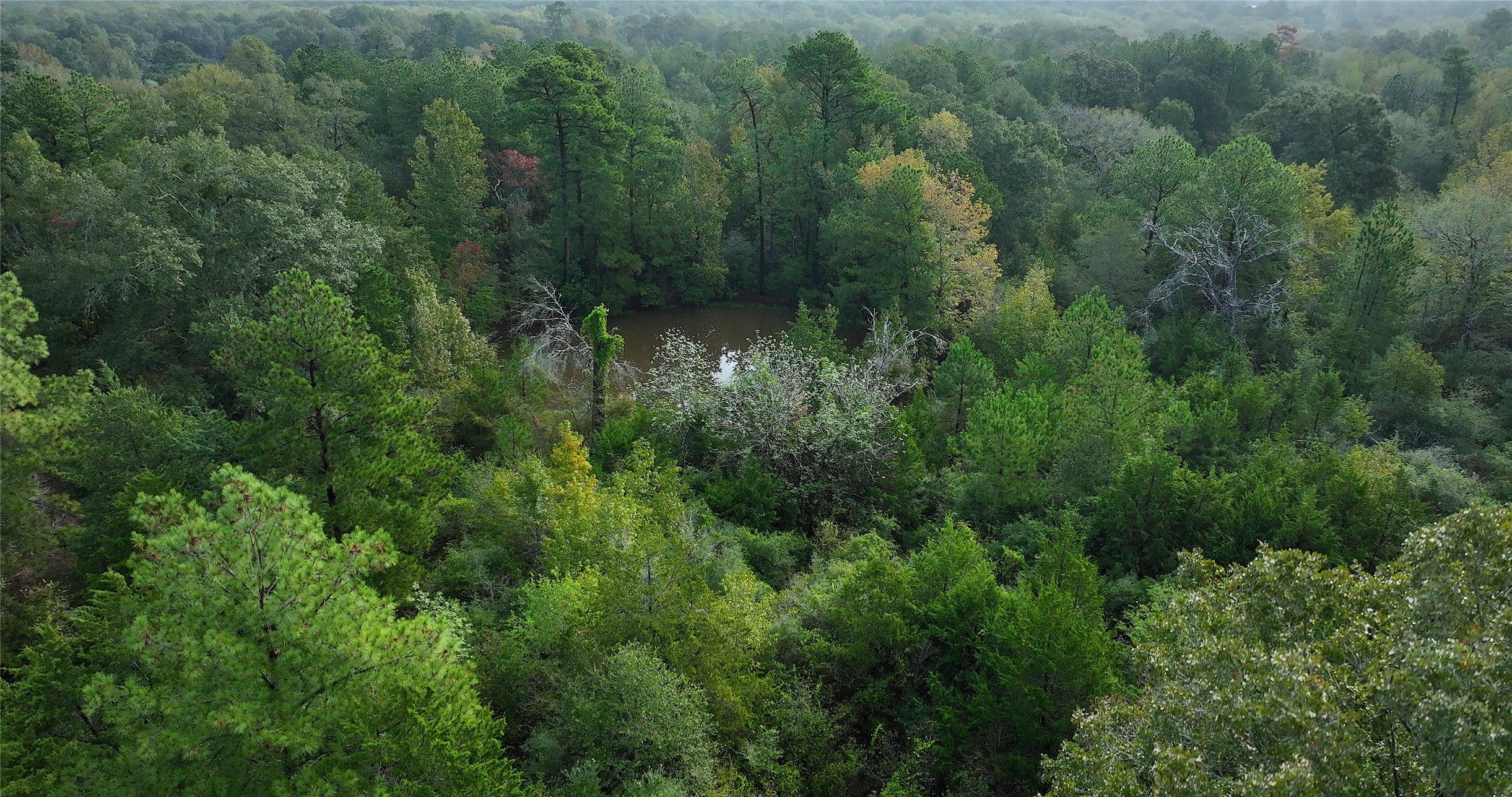 0 Spring Branch Road Montgomery, TX 77316 - Photo 5 of 17 a view of a forest with a street