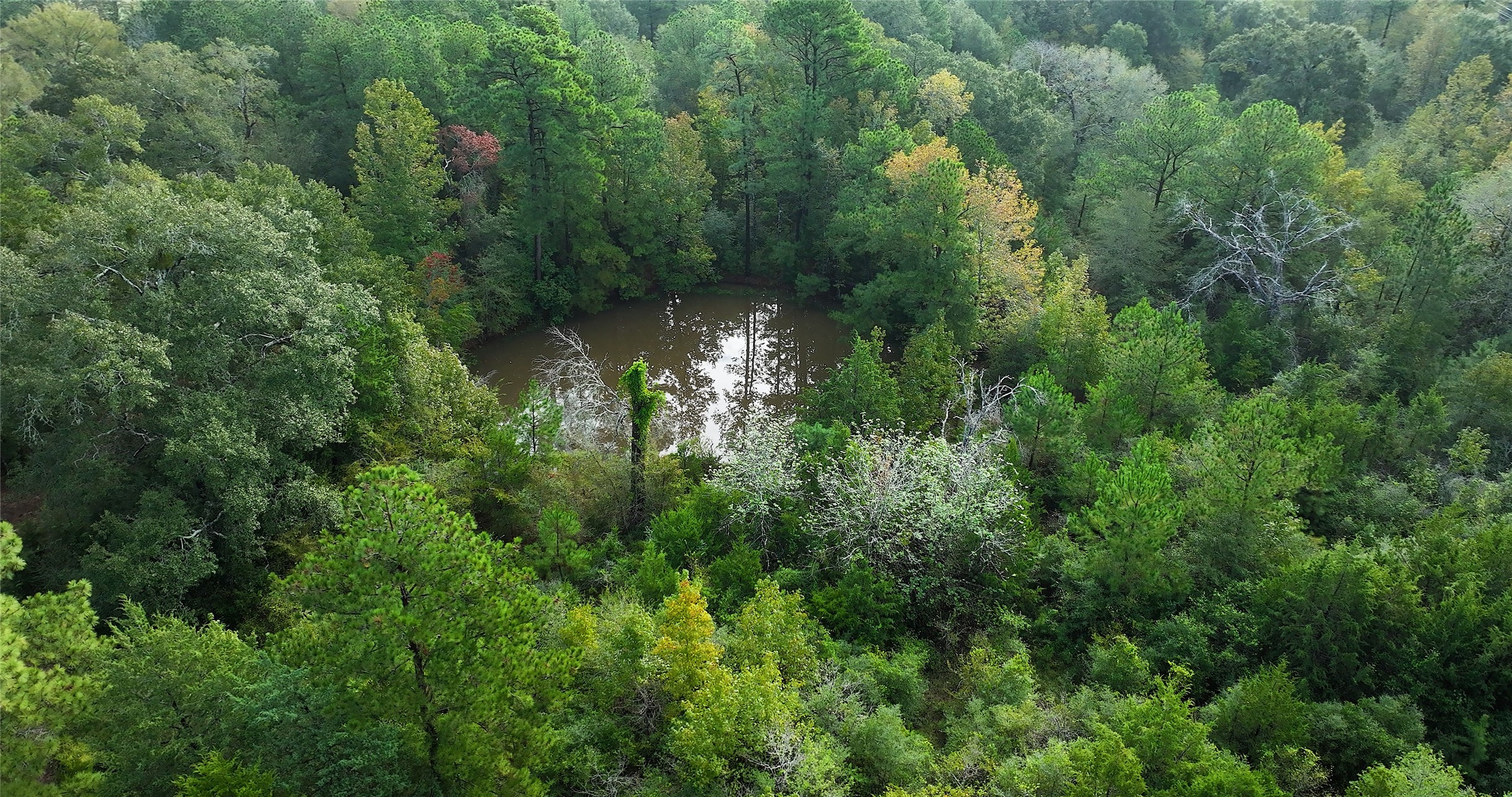 0 Spring Branch Road Montgomery, TX 77316 - Photo 10 of 17 a view of a green yard