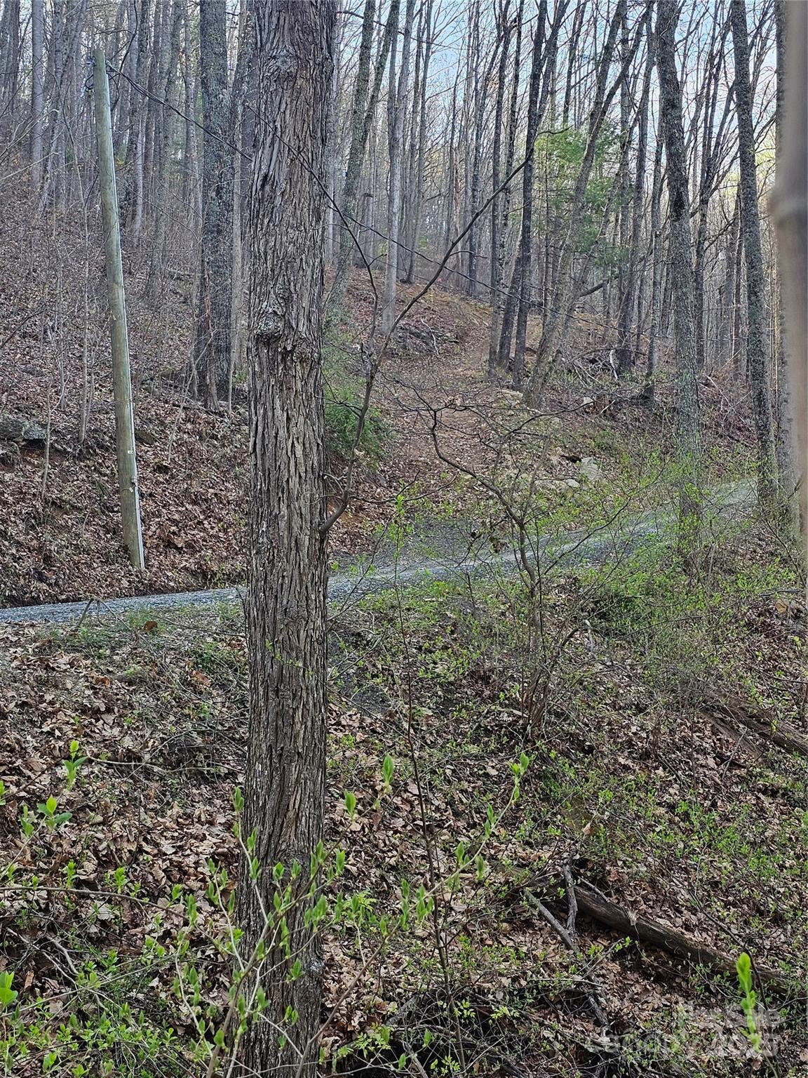 99999 Pink Fox Cove Road Weaverville, NC 28787 - Photo 11 of 14 a view of a yard with plants and trees