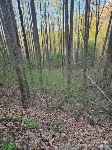 a view of a forest with trees